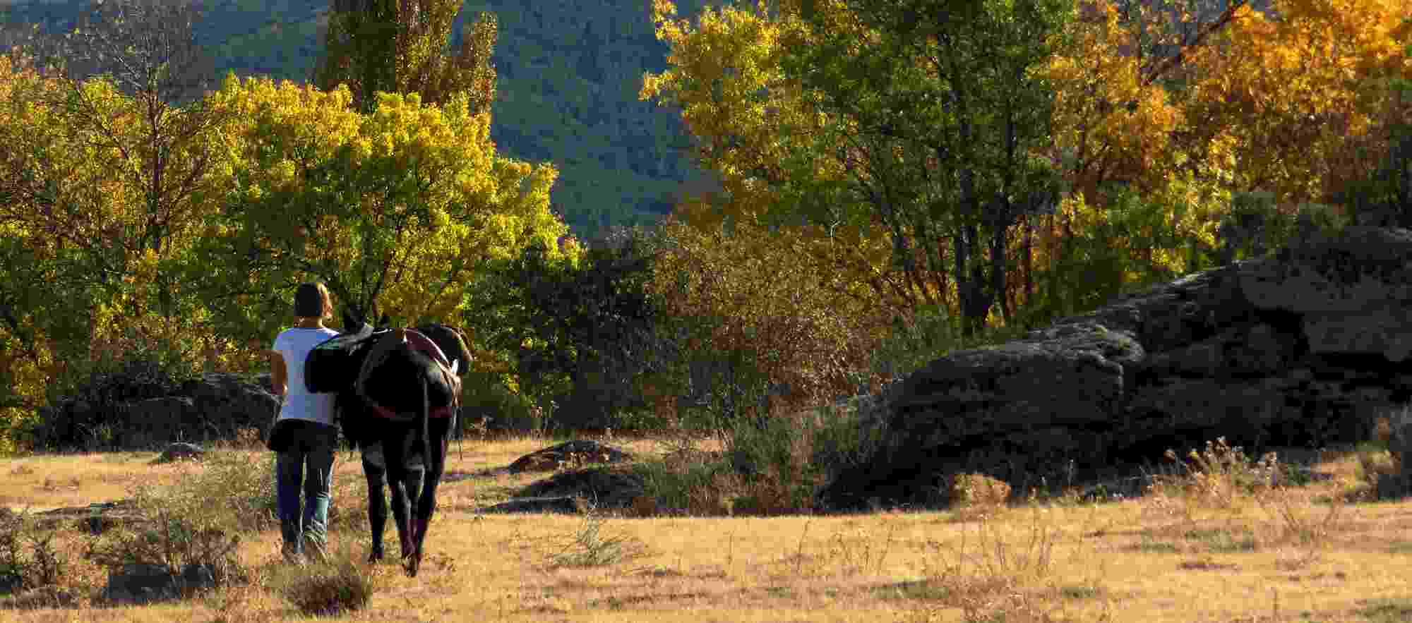Tranquil walk with a donkey in Segovia, Spain