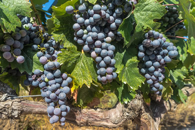grapes on vineyard