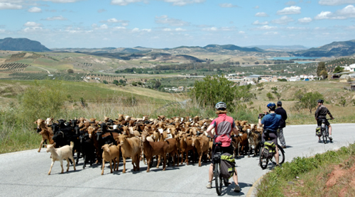 herd of goats on the road as we cycle